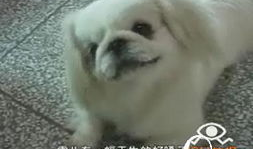 京巴狗视频,视频记录温馨日常